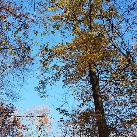 Auenwald Hotel Und Apartmenthaus Guest house