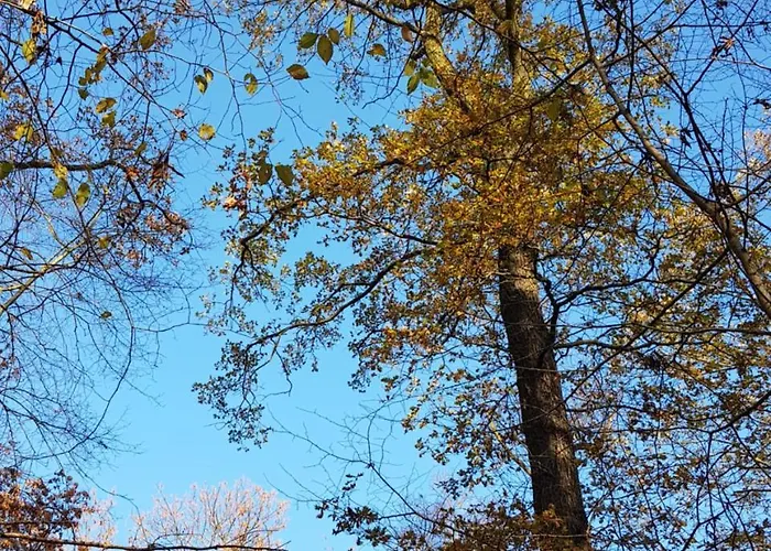 Auenwald Hotel Und Apartmenthaus Guest house